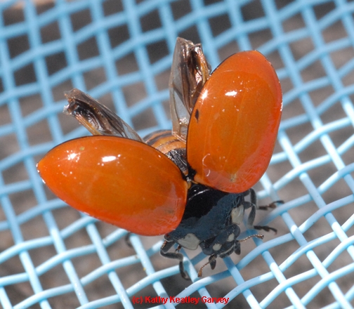 Ladybug drying its wings after falling into a swimming pool. (Photo by Kathy Keatley Garvey)