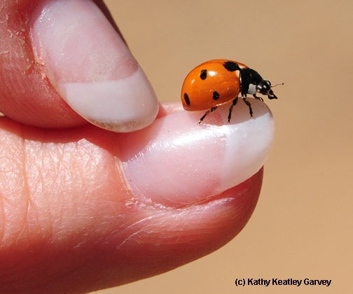 Fly away, little ladybug! (Photo by Kathy Keatley Garvey)