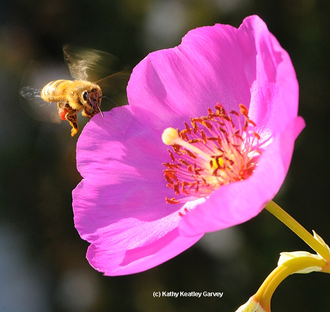 Honey bee heading toward rock purslane, Calandrinia grandiflora. (Photo by Kathy Keatley Garvey)