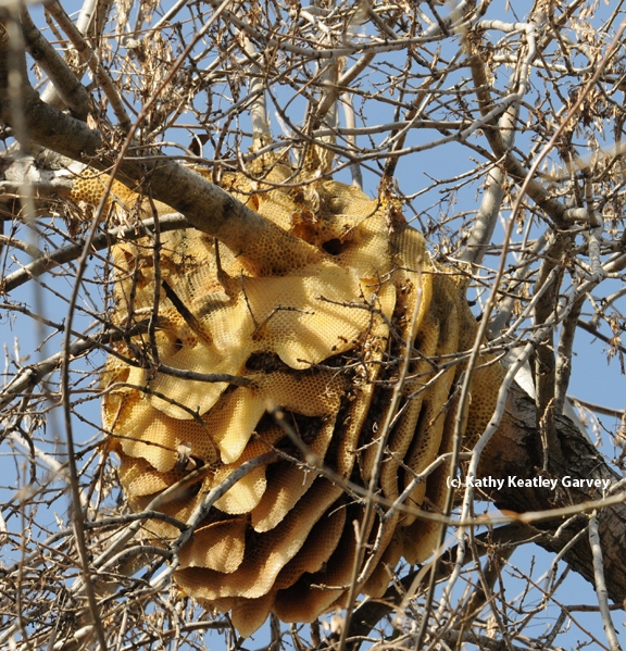 This is a feral honey bee colony in a backyard in Vacaville, Solano County. Containing European honey bees, it was a joy to the resident before it collapsed. (Photo by Kathy Keatley Garvey)