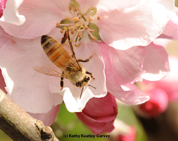 A young honey bee foraging on a cherry blossom. (Photo by Kathy Keatley Garvey)