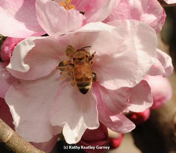 Honey bee deep inside a cherry blossom. (Photo by Kathy Keatley Garvey)