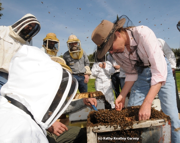 Susan Cobey (right) adding bees. (Photo by Kathy Keatley Garvey)