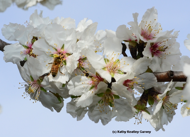 Springlike scene--a honey bee foraging in almond blossoms. (Photo by Kathy Keatley Garvey)