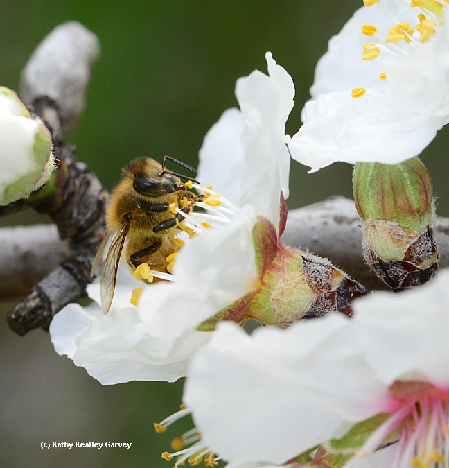 Close-up of honey bee pollinating an almond blossom. (Photo by Kathy Keatley Garvey)