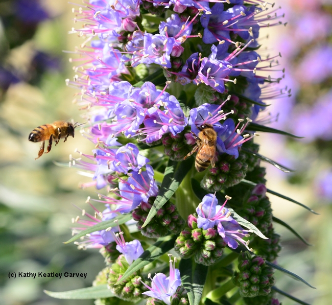 Honey bees foraging on the Pride of Madeira at Bodega Bay. (Photo by Kathy Keatley Garvey)