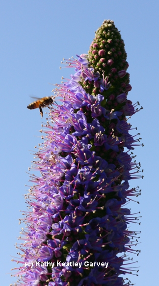 Bee buzzes toward the top of an Echium candicans. (Photo by Kathy Keatley Garvey)