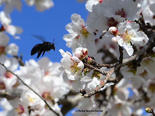 A female Valley carpenter bee buzzes in the almond blossoms. (Photo by Kathy Keatley Garvey)