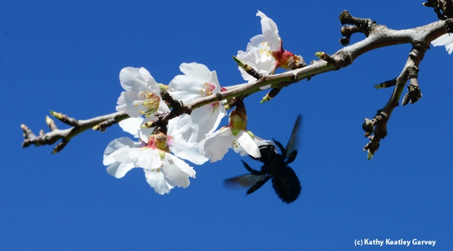 Full speed ahead: carpenter bee sights an almond blossom. (Photo by Kathy Keatley Garvey)