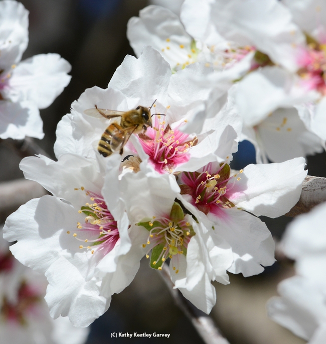 Honey bee foraging on an almond blossom. (Photo by Kathy Keatley Garvey)