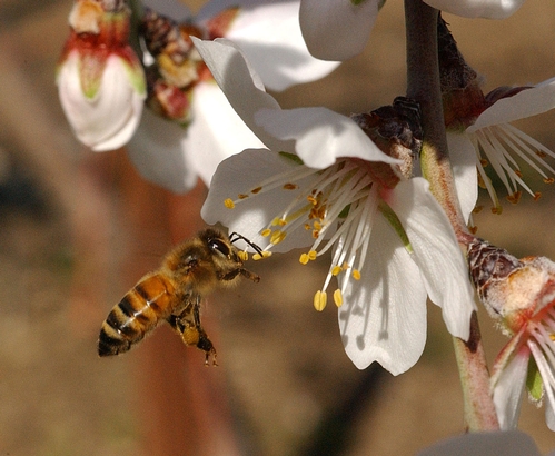 Pollen-Packing Bee