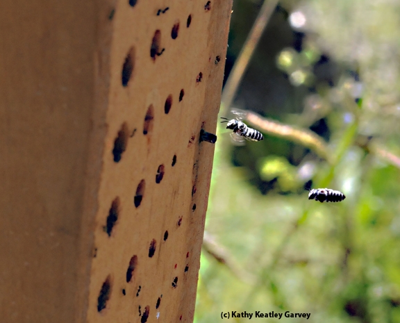 Leafcutting bees heading home to their condo. (Photo by Kathy Keatley Garvey)