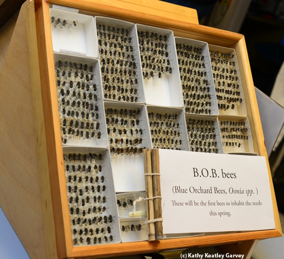 Blue orchard bees on display at the Bohart Museum of Entomology. (Photo by Kathy Keatley Garvey)