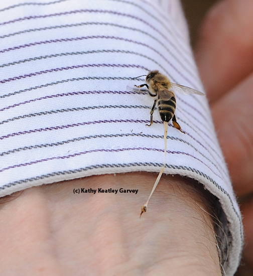 This honey bee, in the process of defending her hive, is stinging Extension apiculturist Eric Mussen of UC Davis. That's her abdominal tissue being pulled out. (Photo by Kathy Keatley Garvey)