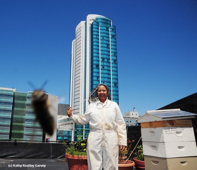 Queen Turner inspects the beekeeping operation on the rooftop of the San Francisco Chronicle. Turner completed a 10-month stay in the U.S. and returned to Botswana where she is head of the beekeeping section of the Ministry of Agriculture in the Botswana government. (Photo: Kathy Keatley Garvey)