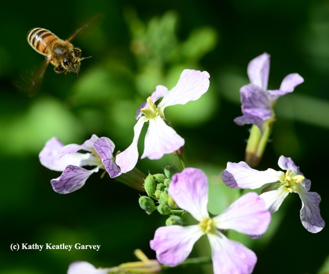 A honey bee heading for wild radish. (Photo by Kathy Keatley Garvey)