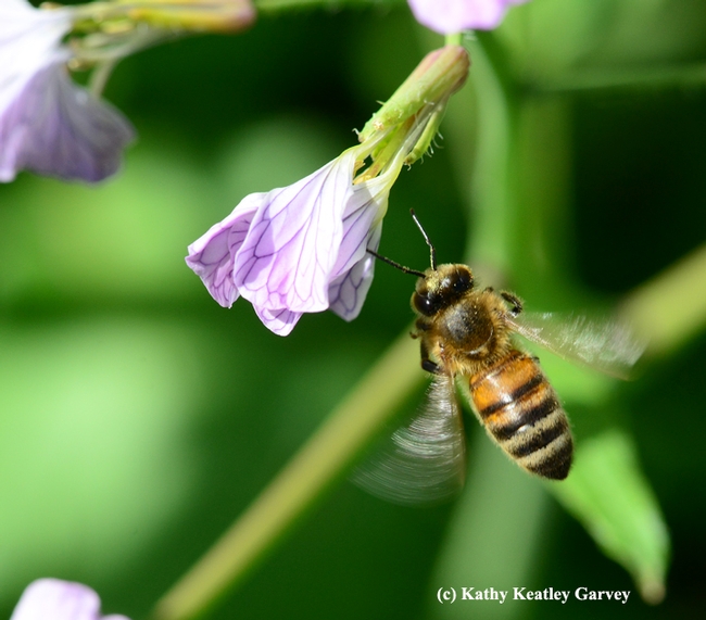 Honey bee in motion. (Photo by Kathy Keatley Garvey)