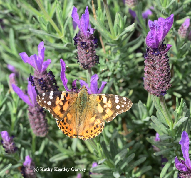 A female butterfly, a painted lady, nectaring on Spanish lavender on March 8 in the Benicia Community Garden. (Photo by Kathy Keatley Garvey)