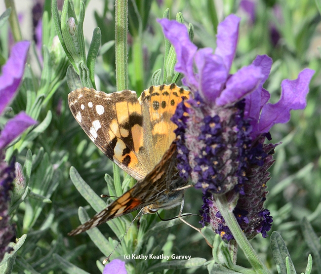Painted lady twists around for a better shot at the nectar. (Photo by Kathy Keatley Garvey)