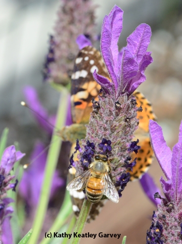 A honey bee and a painted lady sharing a Spanish lavender blossom. (Photo by Kathy Keatley Garvey)