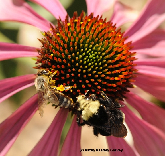 A honey bee and a yellow-faced bumble bee sharing a purple coneflower, Echinacea purpurea. (Photo by Kathy Keatley Garvey)