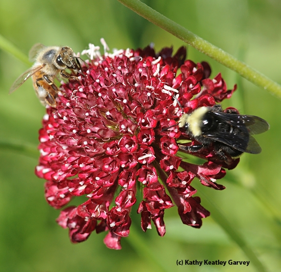 Two's company: A honey bee and a yellow-faced bumble bee forage on Scabiosa. (Photo by Kathy Keatley Garvey)