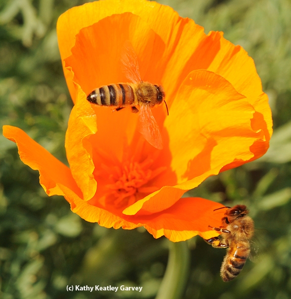 Two honey bees foraging on a California poppy. (Photo by Kathy Keatley Garvey)