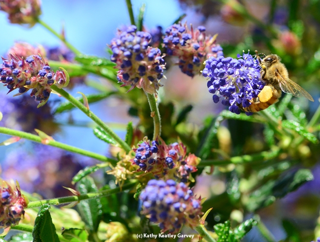 A honey bee foraging on ceanothus in the UC Davis Arboretum Teaching Nursery. (Photo by Kathy Keatley Garvey)
