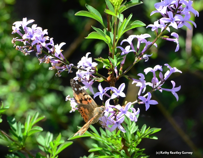 A painted lady, Vanessa carduii, finds a cut-leaf lilac, Syringa × laciniata, quite attractive. (Photo by Kathy Keatley Garvey)