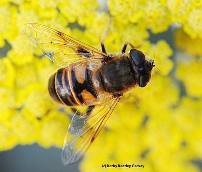 The drone fly, Eristalis tenax, is often mistaken for a bee. The fly has the letter 