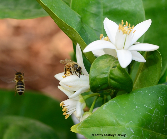 One bee forages while another takes flight. (Photo by Kathy Keatley Garvey)