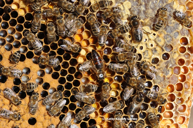 Honey bees thriving at the Harry H. Laidlaw Jr. Honey Bee Research Facility, UC Davis. (Photo by Kathy Keatley Garvey)