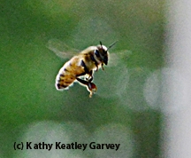 Worker bee heading home. (Photo by Kathy Keatley Garvey)