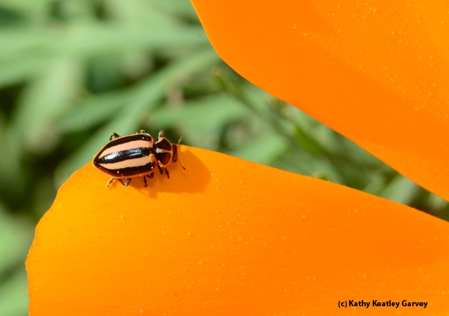 A striped ladybug, Paranaemia vittigera, on a poppy. (Photo by Kathy Keatley Garvey)