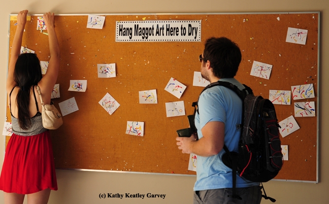 Maggot art is a popular attraction at Briggs Hall. (Photo by Kathy Keatley Garvey)