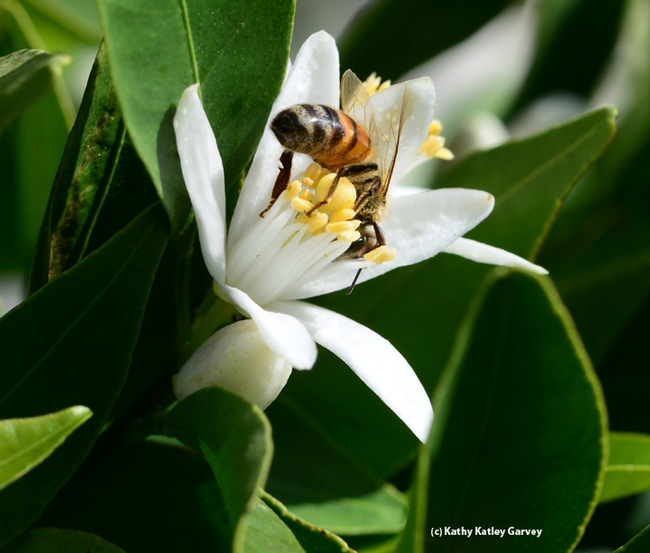 Acrobatic honey bee on a tangerine blossom. (Photo by Kathy Keatley Garvey)