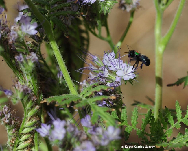 The blue orchard bee, Osmia lignaria, is one of the bees that Neal Williams' lab is studying. (Photo by Kathy Keatley Garvey)