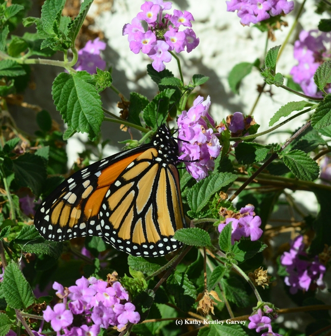 Monarch butterfly sightings are becoming more uncommon. (Photo by Kathy Keatley Garvey)