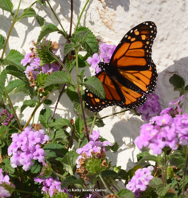 Monarch butterfly grabbing a sip of nectar from lantana. (Photo by Kathy Keatley Garvey)