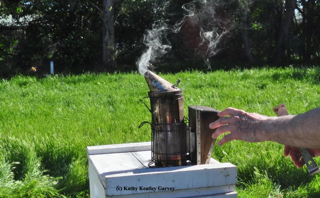 Extension apiculturist Eric Mussen reaches for a smoker as a bee (far left) buzzes off. (Photo by Kathy Keatley Garvey)