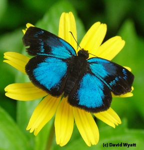 Butterfly in the family Hesperiidae, found in Belize. (Photo by David Wyatt)