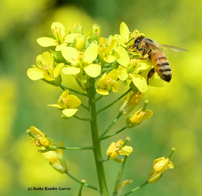 Honey bee takes a liking to the rapini.  (Photo by Kathy Keatley Garvey)