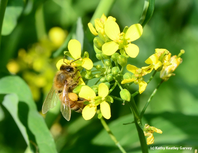 A large pollen load. (Photo by Kathy Keatley Garvey)