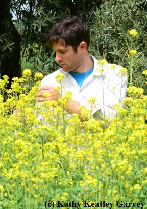 Billy Synk in the rapini he planted. (Photo by Kathy Keatley Garvey)