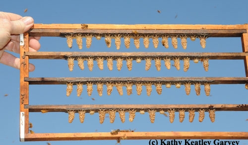 ROWS OF QUEEN BEE CELLS are framed against the blue sky. This photo was taken at the apiary of C. F. Koehnen & Sons, Inc., Glenn, Calif. (Photo by Kathy Keatley Garvey)