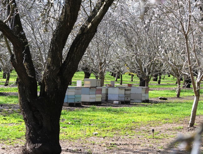 Almond growers need bees. Without bees, there would be no almonds. (Photo by Kathy Keatley Garvey)