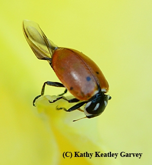 Ladybug ready for flight. (Photo by Kathy Keatley Garvey)