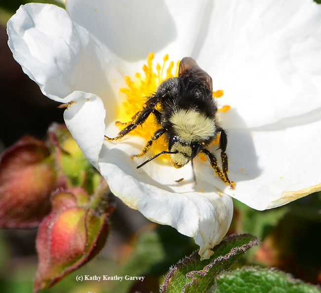Yellow-faced bumble bee, Bombus vosnesenskii, foraging on rock rose. (Photo by Kathy Keatley Garvey)