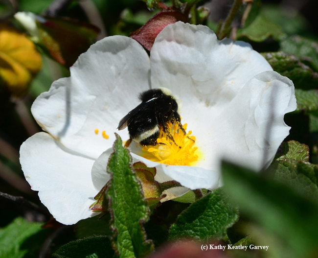 Distinguishing characteristic of the yellow-faced bumble bee, Bombus vosnesenskii. (Photo by Kathy Keatley Garvey)