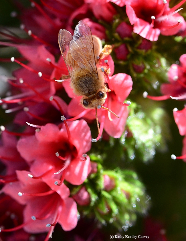 Young honey bee seeking another blossom on the tower of jewels. (Photo by Kathy Keatley Garvey)
